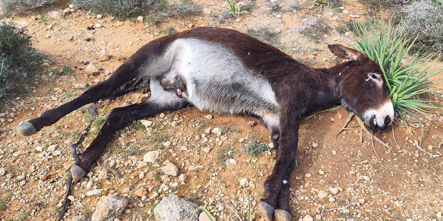 14 yaban eşeğinin ölü bulunması üzerine geniş çaplı soruşturma başlatıldı