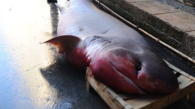 Mersin'de 4 metrelik köpekbalığı yakalandı