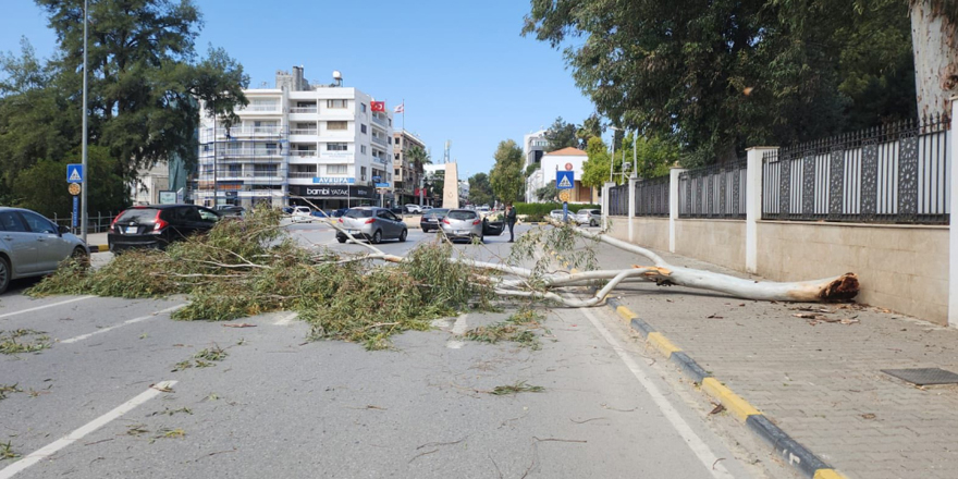Rüzgarın etkisiyle ağaç yola devrildi