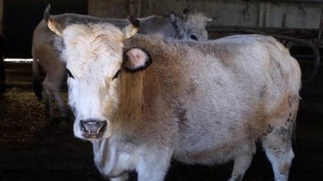 Sekiz yaşını dolduran klon sığırlar 'torun' sahibi oldu