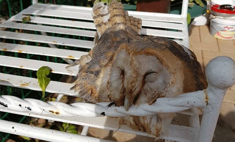 Doğa teröristleri yaban hayatı tehdit ediyor