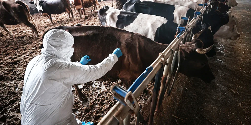 Gıda Mühendisleri Odası’ndan şap hastalığı uyarısı!