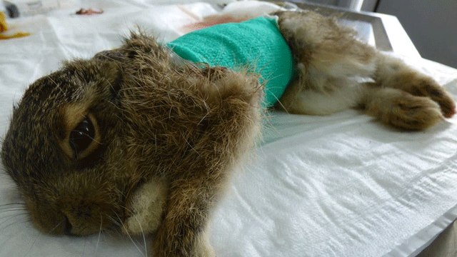 1 aylık yaban tavşanına 13 dikiş