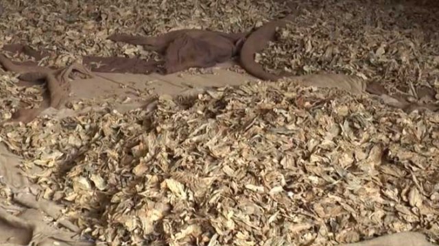 Karpaz’da tütün yetiştiriciliği yeniden canlandı