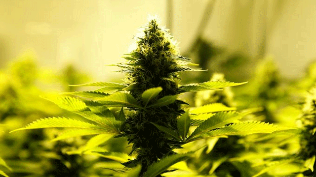 Kaliforniya'da esrar satışı başladı