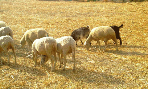 Başıboş köpekler koyunları parçaladı