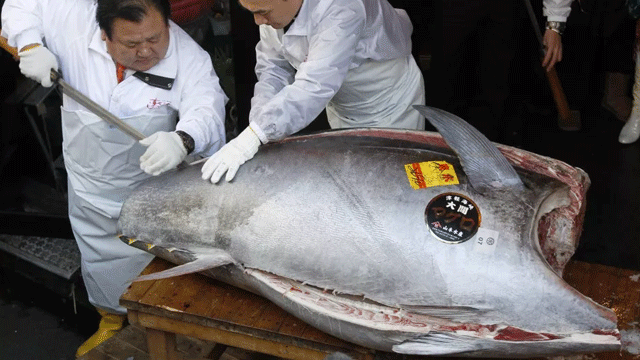 Japonya'da yılın ilk orkinosu 320 bin dolara satıldı