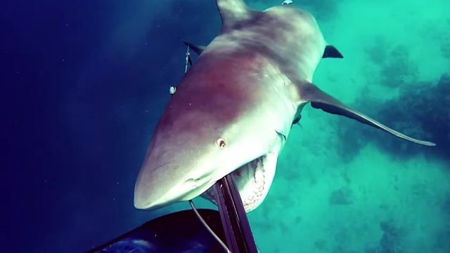 Kambur balina, dalgıcı köpek balığından korudu