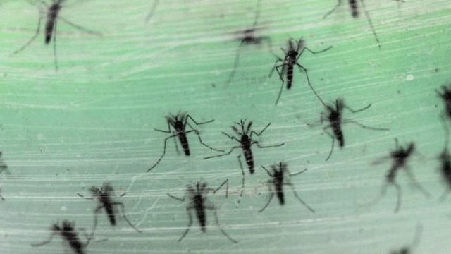 Zika virüsü belirtileri nelerdir? Zika virüsü nedir? Nasıl bulaşır?