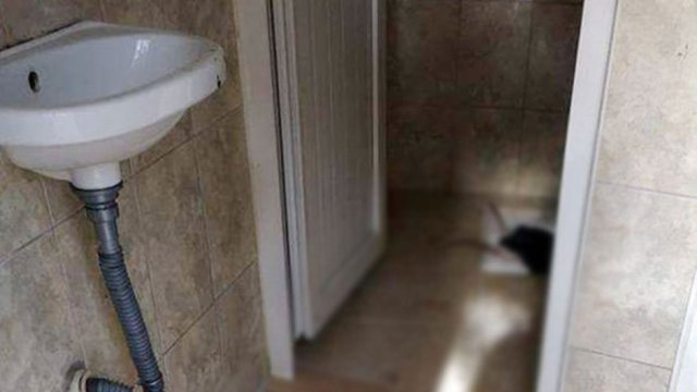 Antalya'da mezarlık tuvaletinde kesilmiş 2 tavuk bulundu