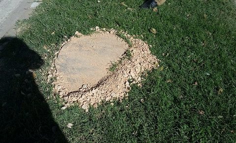 Ağaçları kökünden söküp satıyorlar