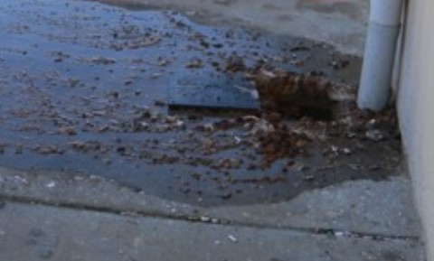 İnsan dışkıları yollara saçıldı