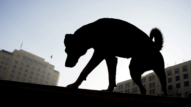 Yeni yasa tasarısından: Devlet şikayetçi olmazsa sahipsiz hayvana işkenceye ceza yok
