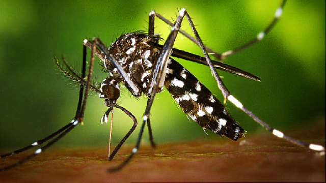 Profesörün "Kar Yağsın" Duası: Hepimiz Donalım, Sivrisinekler de Donsun