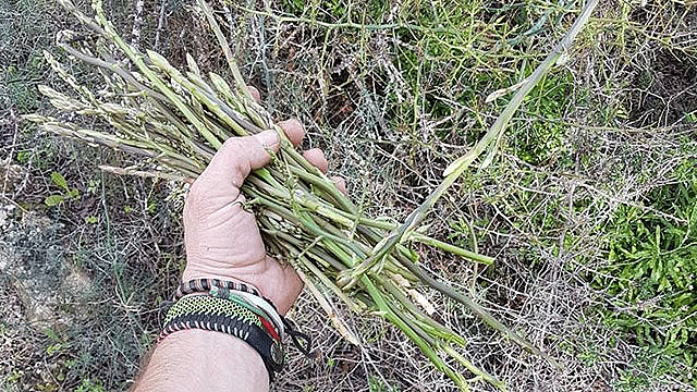 Ayrelli mevsimi açıldı