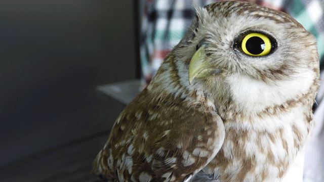 Kukumav Baykuş’u doğaya kanat çırptı