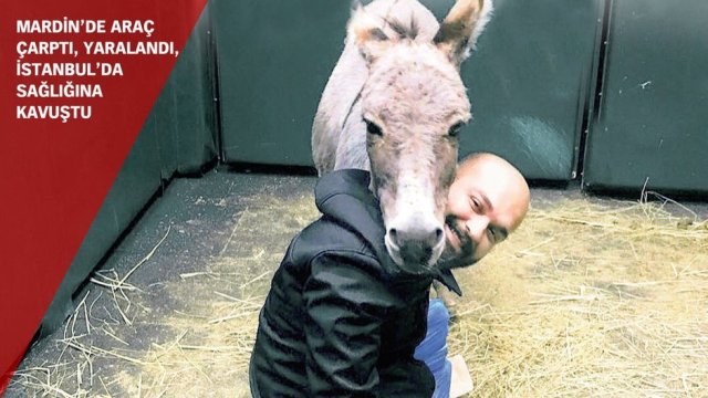 Mardinli Beyaz iyileşti artık yük taşımayacak