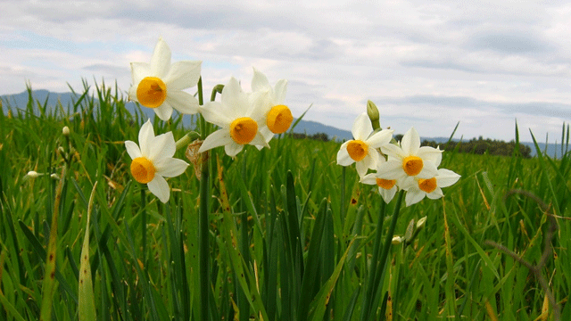 Biyologlar Derneği, yabani nergislerle ilgili Polis ve Çevre Koruma Dairesi’ni göreve çağırdı