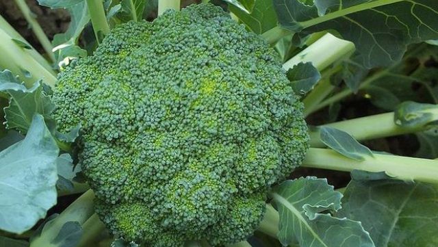 Brokoli kanser tedavisinde kullanılabilir