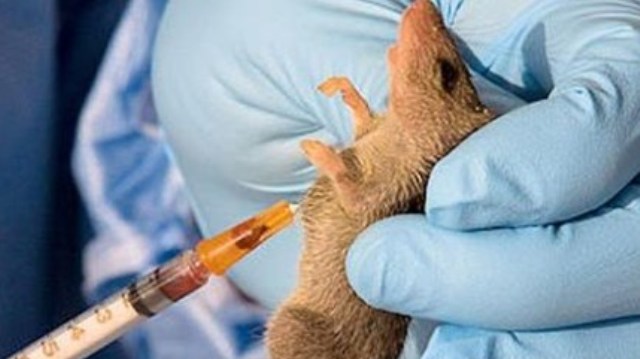 Nijerya'da "Lassa sıtması" alarmı