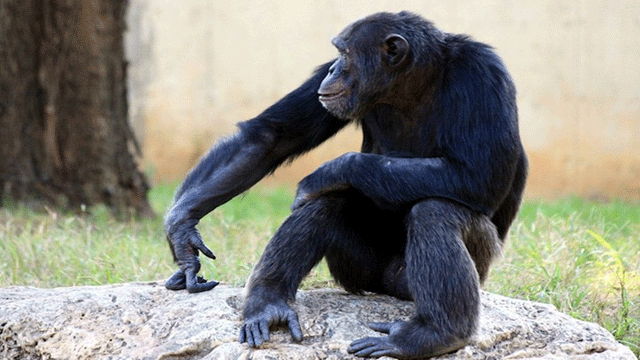 Şempanzeler kendi kendile alet kullanmayı öğrenebiliyor!