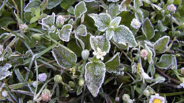 Yarın sabah saatlerinde hafif don olayı yaşanacak