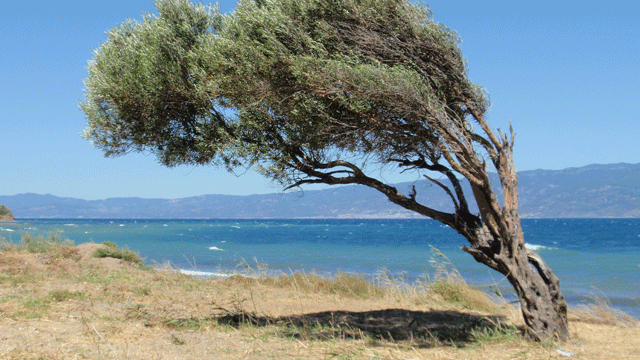 Rüzgar bazı bölgelerde 100 Kilometre’yi aştı