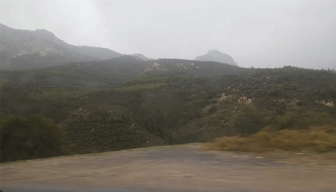 Genç fidanlara da kıydılar