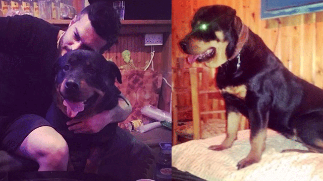 Kayıp köpek 'Sam' aranıyor