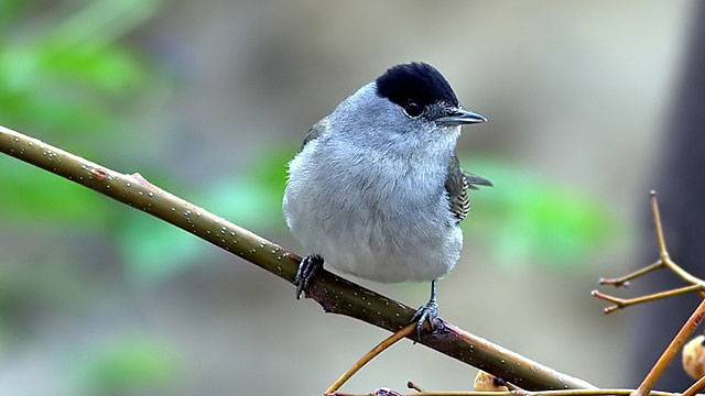 İngiliz Üsleri Mahkemesi’nden pulya avına cayrıdıcı cezalar