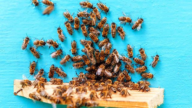 ‘Arı zehri, bağışıklık sistemini geliştiriyor’ Apiterapi nedir?