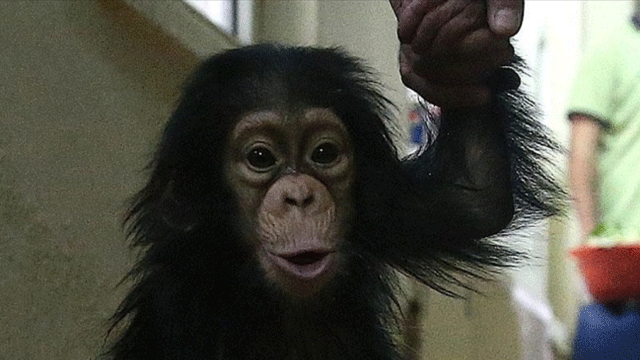 Çinli bilim adamları maymun klonladı