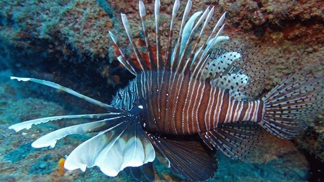 Akdeniz’e gelen zehirli aslan balığı için 'Aranıyor' afişi