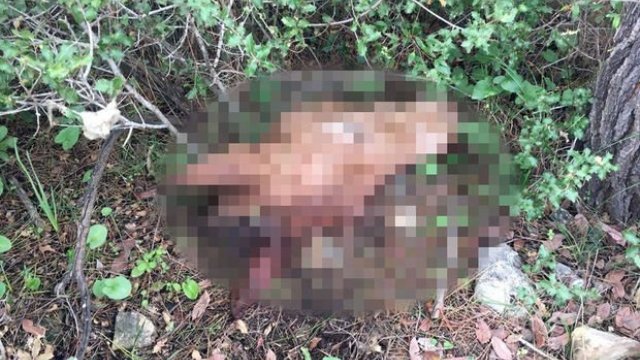 Antalya'da kesik at başı bulundu