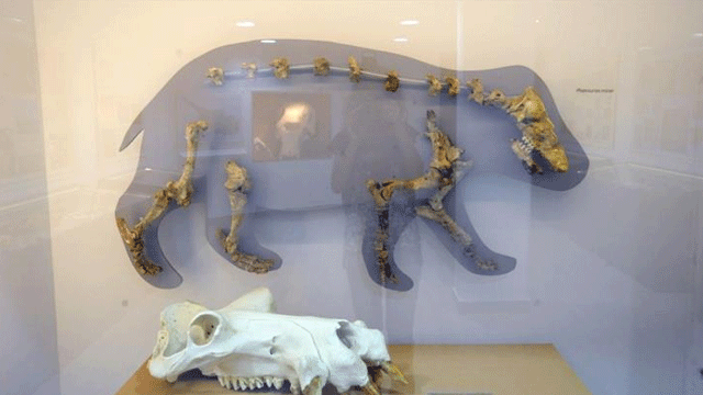 Kıbrıs’ın cüce fil ve hipopotamları