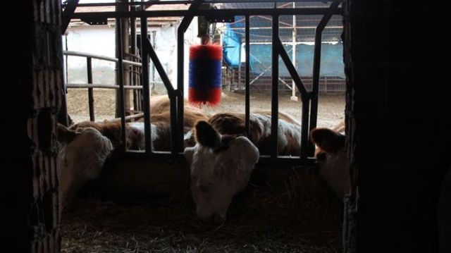 Çorum'da elektrik akımına kapılan 14 büyükbaş hayvan öldü