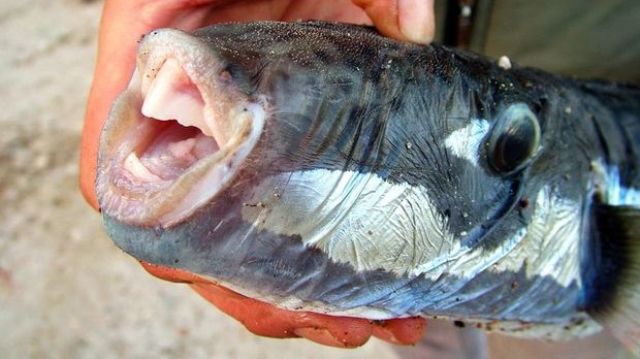 Bodrum'da zehirli balon balığı tedirginliği