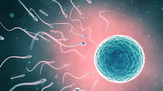 Besinler sperm kalitesini etkiliyor