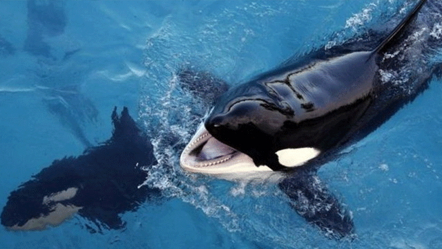 Bu da oldu! Balinaya konuşmayı öğrettiler