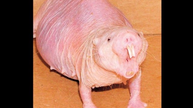 Kansere karşı zırhlı ve yaşlanmıyor