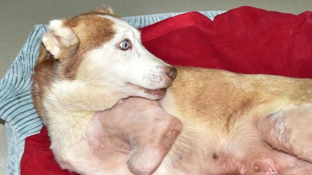 Diren köpeğin asitten eriyen bacakları yürek burktu