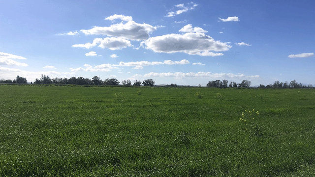 Tarım Dairesi uyardı: “Gömeç, yumurta otu ve benzeri otlar ilaçlı olabilir, toplanmamalı"