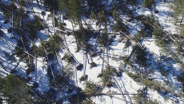 Bolu'da kuvvetli rüzgar yüzlerce ağacı kökünden söktü
