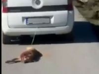 Adana'da köpeğini, aracın arkasında sürükleyen sürücüye para cezası