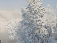 -30 derece soğukta çam ağacı yapraklarını yiyerek hayatta kaldı