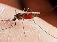 Kenya'da sıtma alarmı verildi... Son günlerde sıtma nedeniyle 26 kişi hayatını kaybetti