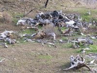 Çevre kirliliği rezalete dönüştü