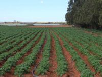 Üretici “icraat” bekliyor