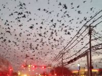 ABD’de The Birds filmini andıran sahneler yaşandı