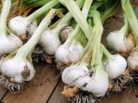 Sarımsağı yutarsanız afrodizyak etkisi artıyor